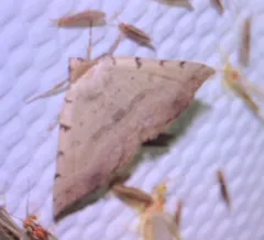 Moon-lined Moth thumbnail 1
