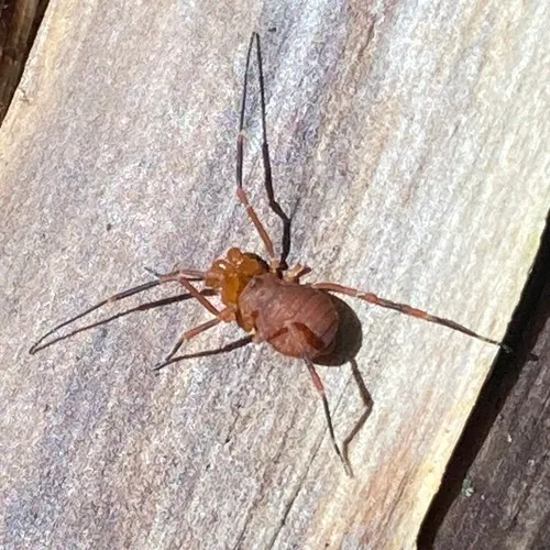 Sclerobunus nondimorphicus