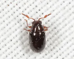 Calymmaderus nitidus thumbnail 2
