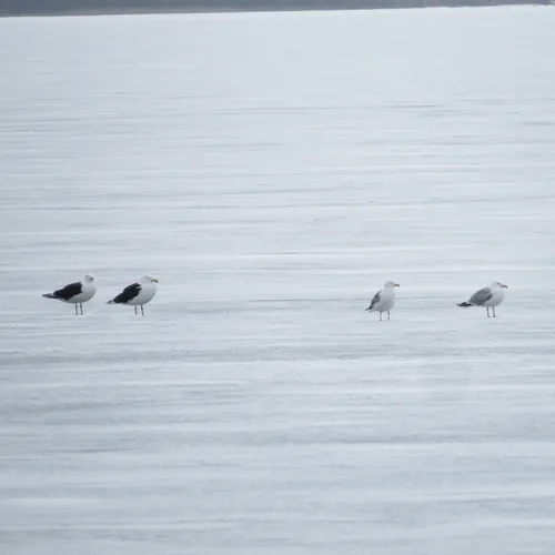 Great Black-backed Gull
