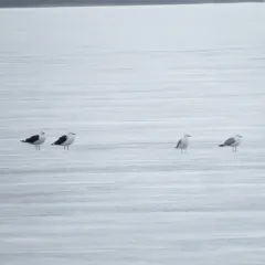 Great Black-backed Gull thumbnail 1