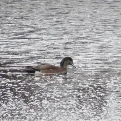 American Wigeon thumbnail 3
