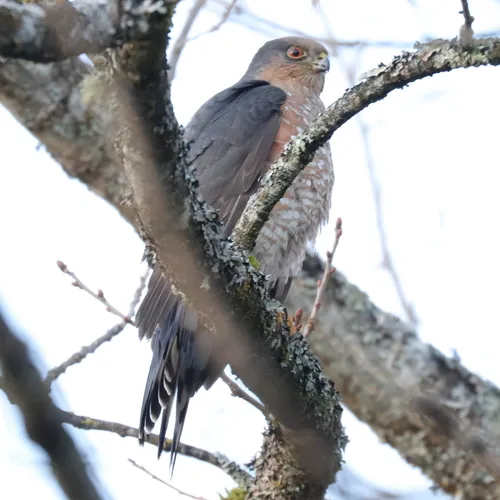 Sharp-shinned Hawk