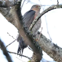 Sharp-shinned Hawk thumbnail 1