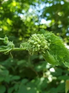 Hackberry Acorn Gall Midge thumbnail 2