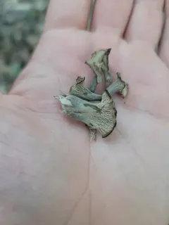 Craterellus foetidus thumbnail 2
