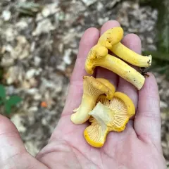 Newfoundland chanterelle thumbnail 2