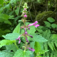 Coastal Hedge-nettle thumbnail 4