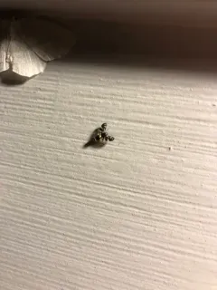 black cherry fruit fly thumbnail 2