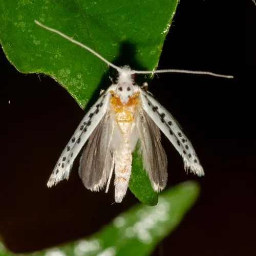 American Ermine Moth