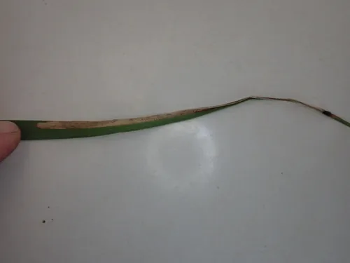 Agromyza albipennis