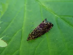 Cherry Bark Tortrix thumbnail 3
