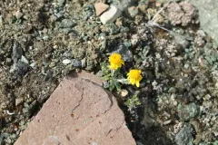 Ogotoruk Creek Groundsel thumbnail 2
