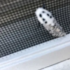 Wood Leopard Moth thumbnail 4