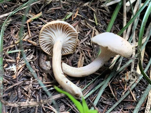 Hygrophorus vernalis