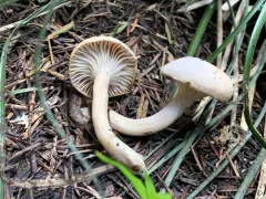 Hygrophorus vernalis thumbnail 1