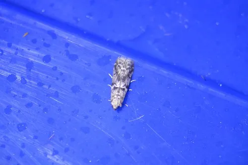 Pyla aenigmatica