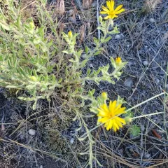 Hairy False Goldenaster thumbnail 4