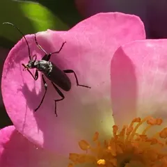Grammoptera subargentata thumbnail 4
