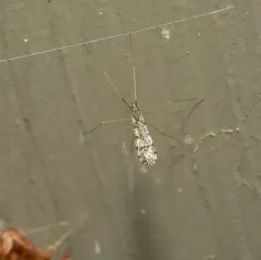 Dicranophragma angustulum thumbnail 4