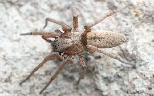 Drassodes saccatus
