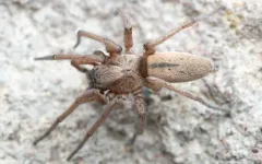 Drassodes saccatus thumbnail 1