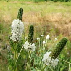 white prairie clover thumbnail 3