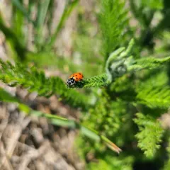 Convergent Lady Beetle thumbnail 4