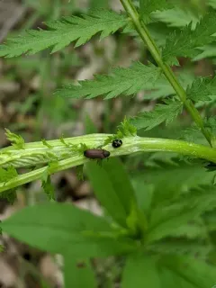 Esteemed Sigil Lady Beetle thumbnail 2