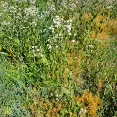 broadleaved pepperweed thumbnail 4