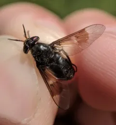 Chrysops cuclux thumbnail 3