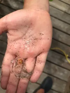 Common Salp thumbnail 2