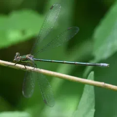 Swamp Spreadwing thumbnail 2