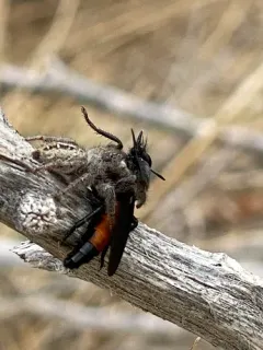 Ospriocerus aeacus thumbnail 2