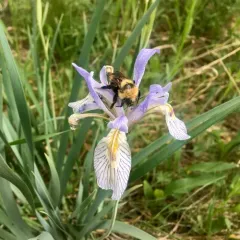 western blue flag thumbnail 3