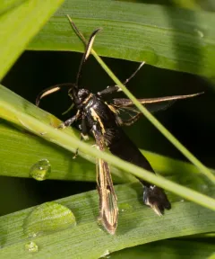 Arrowwood Clearwing Moth thumbnail 2