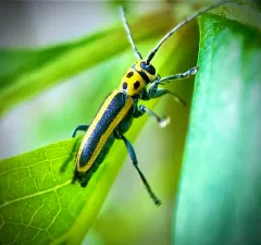 Woodbine Borer thumbnail 1