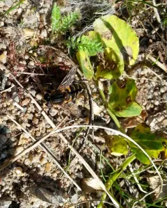 Black-margined Marsh Fly thumbnail 3