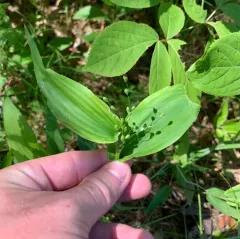 broad-leaved panic grass thumbnail 2