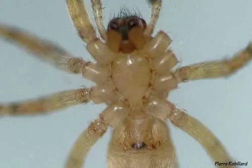 Eastern Spurred Ghost Spider