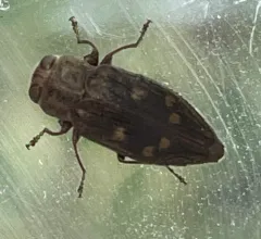 Chrysobothris viridiceps thumbnail 2