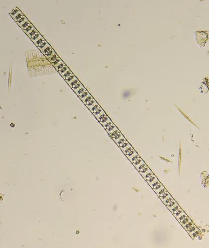 Desmidium baileyi