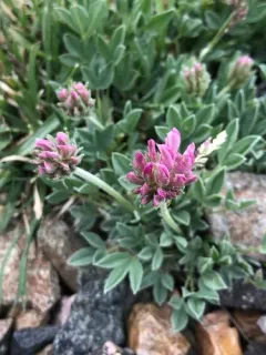 whiproot clover thumbnail 2