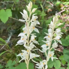 Phantom Orchid thumbnail 2