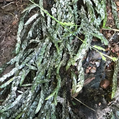 Willow Moss