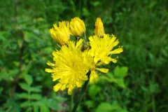 Yellow Devil Hawkweed thumbnail 2