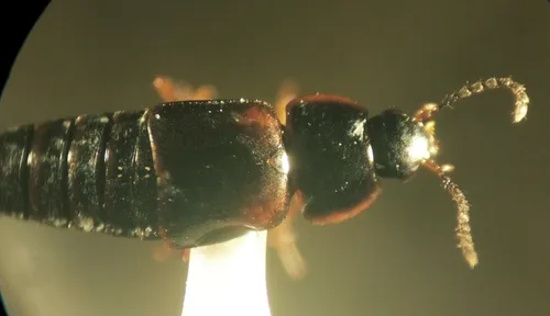 Tachinus fumipennis