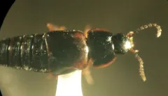 Tachinus fumipennis thumbnail 1