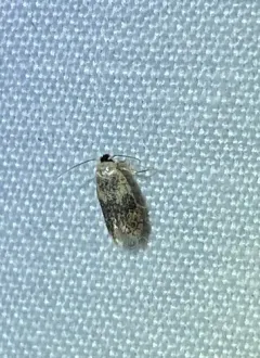 American Chestnut Moth thumbnail 2