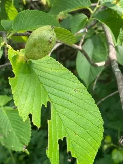 Slippery Elm Gall Aphid thumbnail 2